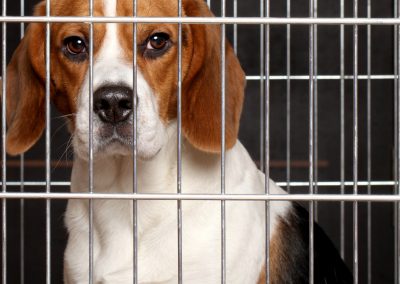 Sad,Beagle,Dog,Sits,Locked,In,A,Cage